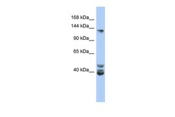 Aviva Systems Biology Corp NCOA1 Antibody - middle region (ARP33991_P050)