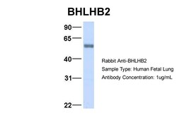 Aviva Systems Biology Corp BHLHB2 Antibody - middle region (ARP34006_P050)