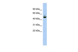 Aviva Systems Biology Corp MAZ Antibody - N-terminal region (ARP34161_P050)