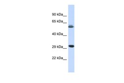 Aviva Systems Biology Corp PCGF3 Antibody - middle region (ARP34416_P050)