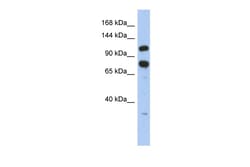 Aviva Systems Biology Corp ZFR Antibody - middle region (ARP34527_P050)