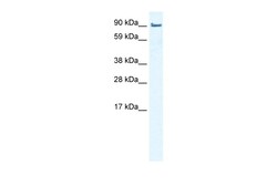 Aviva Systems Biology Corp LIMA1 Antibody - middle region (ARP34552_P050)
