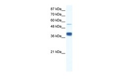 Aviva Systems Biology Corp DKFZP781I1119 Antibody - N-terminal region (ARP34665_P050)