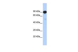 Aviva Systems Biology Corp RFX4 Antibody - N-terminal region (ARP34783_P050)