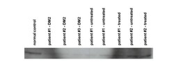 Aviva Systems Biology Corp CNBP Antibody - N-terminal region (ARP34815_P050)