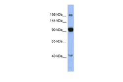 Aviva Systems Biology Corp MED23 Antibody - N-terminal region (ARP34880_P050)