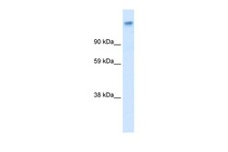 Aviva Systems Biology Corp CACNA2D1 Antibody - middle region (ARP34952_P050)