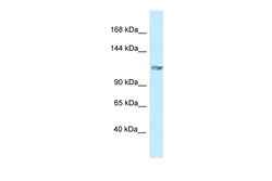 Aviva Systems Biology Corp Grik5 Antibody - N-terminal region (ARP35064_P050)