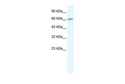 Aviva Systems Biology Corp CUL5 Antibody - C-terminal region (ARP35127_T100)