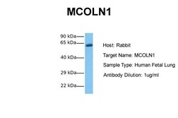 Aviva Systems Biology Corp MCOLN1 Antibody - N-terminal region (ARP35307_P050)