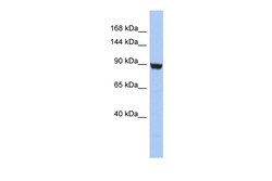 Aviva Systems Biology Corp KCNH6 Antibody - middle region (ARP35362_P050)
