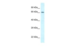Aviva Systems Biology Corp Shkbp1 Antibody - N-terminal region (ARP35400_P050)