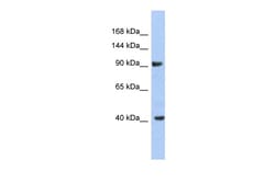 Aviva Systems Biology Corp KCNH6 Antibody - middle region (ARP35481_P050)