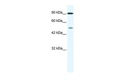 Aviva Systems Biology Corp ZNF175 Antibody - N-terminal region (ARP35832_P050)