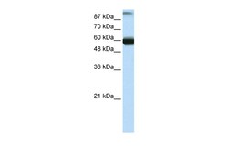 Aviva Systems Biology Corp GTF3C5 Antibody - N-terminal region (ARP35843_P050)