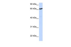 Aviva Systems Biology Corp L3MBTL Antibody - N-terminal region (ARP35895_P050)