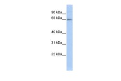 Aviva Systems Biology Corp ZNF619 Antibody - N-terminal region (ARP36239_P050)