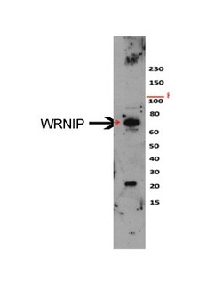 Aviva Systems Biology Corp WRNIP1 Antibody - N-terminal region (ARP36470_P050)