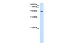 Aviva Systems Biology Corp DDX54 Antibody - C-terminal region (ARP36498_P050)