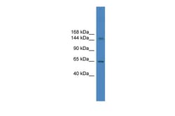Aviva Systems Biology Corp DHX57 Antibody - C-terminal region (ARP36544_P050)