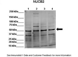 Aviva Systems Biology Corp NUCB2 Antibody - middle region (ARP36567_T100)
