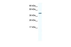 Aviva Systems Biology Corp GJA5 Antibody - N-terminal region (ARP36610_P050)
