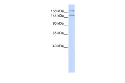Aviva Systems Biology Corp IFT140 Antibody - N-terminal region (ARP36619_P050)