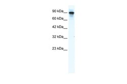 Aviva Systems Biology Corp MCM2 Antibody - N-terminal region (ARP36647_T100)