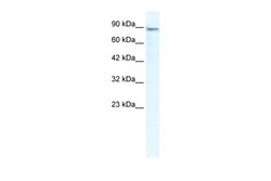 Aviva Systems Biology Corp MCM4 Antibody - N-terminal region (ARP36662_T100)