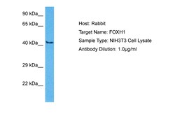 Aviva Systems Biology Corp FOXH1 Antibody - middle region (ARP36853_P050)
