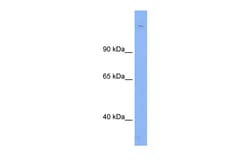 Aviva Systems Biology Corp Sin3b Antibody - N-terminal region (ARP36977_P050)