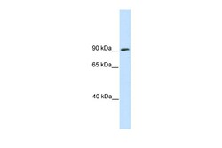 Aviva Systems Biology Corp SREBF1 Antibody - N-terminal region (ARP37145_P050)