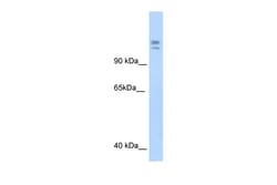 Aviva Systems Biology Corp MYBBP1A Antibody - C-terminal region (ARP37224_T100)