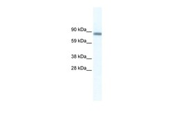 Aviva Systems Biology Corp GATAD2A Antibody - N-terminal region (ARP37492_T100)