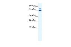 Aviva Systems Biology Corp ZBTB38 Antibody - N-terminal region (ARP37554_P050)