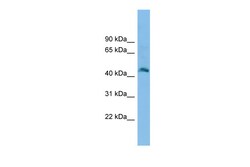 Aviva Systems Biology Corp Fam172a Antibody - N-terminal region (ARP37639_P050)