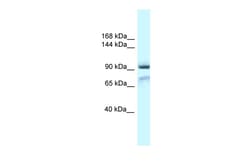 Aviva Systems Biology Corp Gria1 Antibody - N-terminal region (ARP37670_P050)