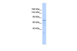 Aviva Systems Biology Corp ZFP62 Antibody - middle region (ARP37812_P050)