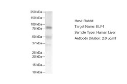 Aviva Systems Biology Corp ELF4 Antibody - N-terminal region (ARP38028_P050)