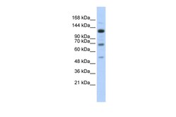 Aviva Systems Biology Corp RFX1 Antibody - middle region (ARP38200_P050)