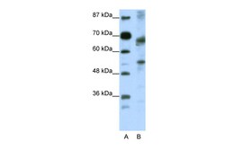 Aviva Systems Biology Corp TCF12 Antibody - N-terminal region (ARP38271_P050)