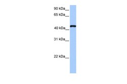 Aviva Systems Biology Corp TEAD3 Antibody - N-terminal region (ARP38277_P050)