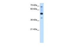 Aviva Systems Biology Corp TFAP2B Antibody - N-terminal region (ARP38282_P050)