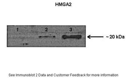 Aviva Systems Biology Corp HMGA2 Antibody - N-terminal region (ARP38356_T100)