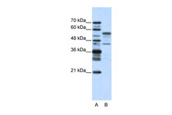 Aviva Systems Biology Corp BLZF1 Antibody - N-terminal region (ARP38375_T100)