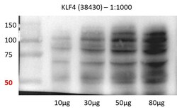Aviva Systems Biology Corp KLF4 Antibody - C-terminal region (ARP38430_P050)