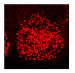 Aviva Systems Biology Corp HOXC6 Antibody - C-terminal region (ARP38484_P050)