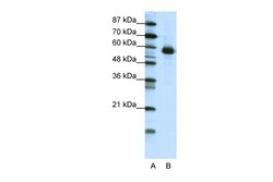 Aviva Systems Biology Corp NFIL3 Antibody - N-terminal region (ARP38613_T100)