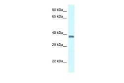 Aviva Systems Biology Corp Pura Antibody - C-terminal region (ARP38689_P050)