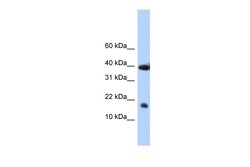 Aviva Systems Biology Corp POLR2I Antibody - N-terminal region (ARP38758_P050)